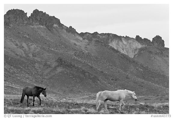 Wild horses. Shiprock, New Mexico, USA (black and white)