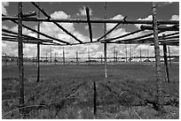 Drying rack in field. Taos, New Mexico, USA (black and white)