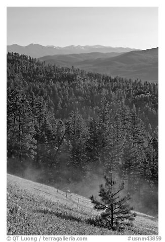 Slope with meadow and forest, Carson National Forest. New Mexico, USA