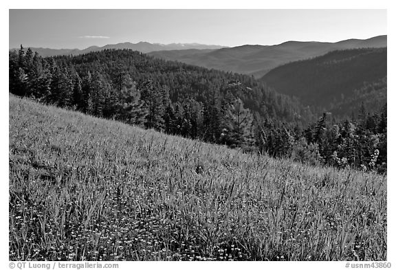Wildflowers, forest and mountains, Carson National Forest. New Mexico, USA (black and white)