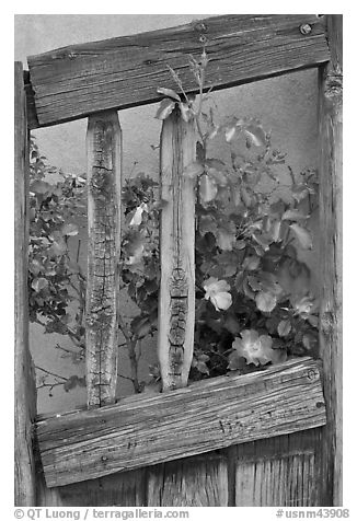 Roses and wooden doors, Sanctuario de Chimayo. New Mexico, USA (black and white)