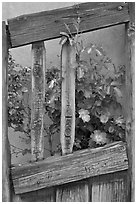 Roses and wooden doors, Sanctuario de Chimayo. New Mexico, USA (black and white)