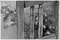Door and roses, Chimayo Shrine. New Mexico, USA (black and white)