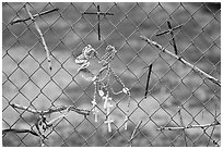 Chain-link fence with rosaries and improvised crosses, Sanctuario de Chimayo. New Mexico, USA (black and white)