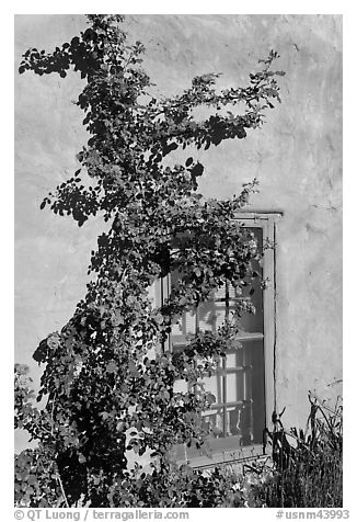 Roses, adobe wall, and blue window. Santa Fe, New Mexico, USA (black and white)