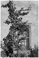 Roses, adobe wall, and blue window. Santa Fe, New Mexico, USA ( black and white)