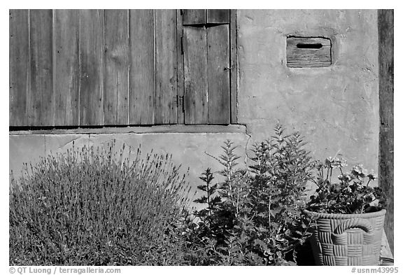 Flowers, mailbox, and weathered window. Santa Fe, New Mexico, USA (black and white)