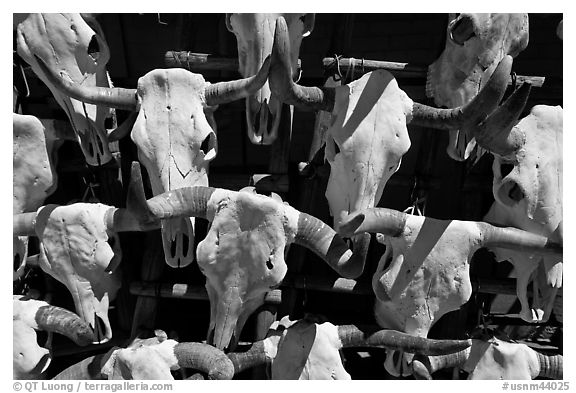 Cow skulls for sale. Santa Fe, New Mexico, USA (black and white)
