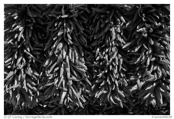 Close up of ristras. Santa Fe, New Mexico, USA (black and white)