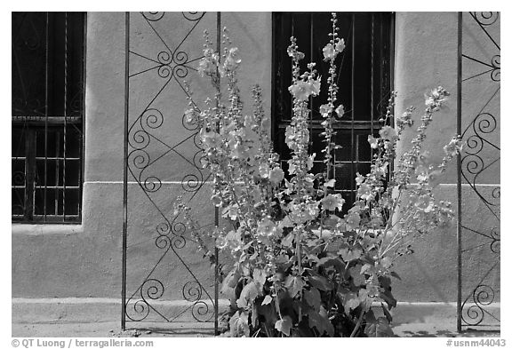 Flowers and wall, Church San Felipe de Neri. Albuquerque, New Mexico, USA (black and white)