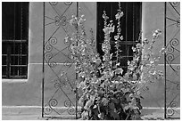 Flowers and wall, Church San Felipe de Neri. Albuquerque, New Mexico, USA (black and white)