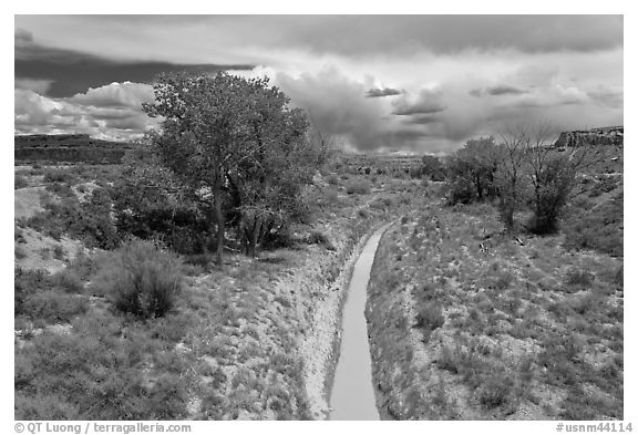 Arroyo and cottonwoods. Chaco Culture National Historic Park, New Mexico, USA (black and white)