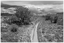 Arroyo and cottonwoods. Chaco Culture National Historic Park, New Mexico, USA (black and white)