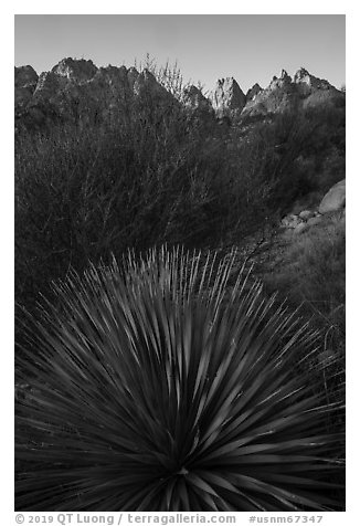 Sotol and Needles. Organ Mountains Desert Peaks National Monument, New Mexico, USA (black and white)