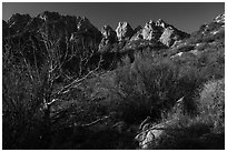 Needles rising above vegetation. Organ Mountains Desert Peaks National Monument, New Mexico, USA ( black and white)