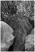Aligator juniper trunk detail. Organ Mountains Desert Peaks National Monument, New Mexico, USA ( black and white)