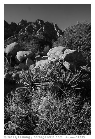 Desert plants and Organ Needles. Organ Mountains Desert Peaks National Monument, New Mexico, USA (black and white)