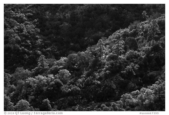 Forested ridge. Organ Mountains Desert Peaks National Monument, New Mexico, USA (black and white)