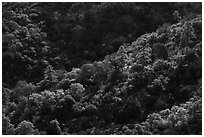 Forested ridge. Organ Mountains Desert Peaks National Monument, New Mexico, USA ( black and white)