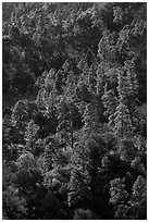 Pine trees on ridge. Organ Mountains Desert Peaks National Monument, New Mexico, USA ( black and white)