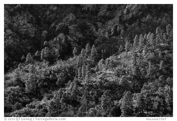 Ridges with Ponderosa Pine trees on west side of Organ Mountains. Organ Mountains Desert Peaks National Monument, New Mexico, USA (black and white)