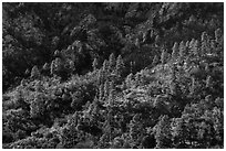 Ridges with Ponderosa Pine trees on west side of Organ Mountains. Organ Mountains Desert Peaks National Monument, New Mexico, USA ( black and white)