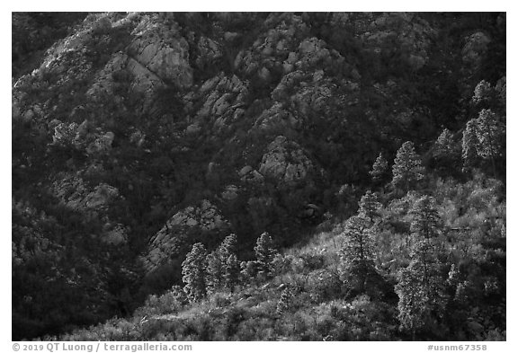 Pine trees at the base of Organ Mountains. Organ Mountains Desert Peaks National Monument, New Mexico, USA (black and white)