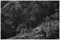 Pine trees at the base of Organ Mountains. Organ Mountains Desert Peaks National Monument, New Mexico, USA ( black and white)