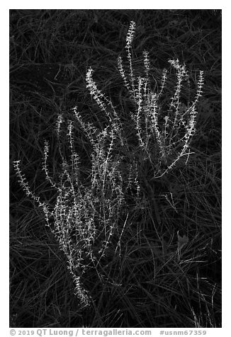 Close-up of shurb and pine needles. Organ Mountains Desert Peaks National Monument, New Mexico, USA (black and white)