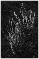 Close-up of shurb and pine needles. Organ Mountains Desert Peaks National Monument, New Mexico, USA ( black and white)