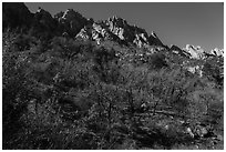 Bare trees in winter below the Needles above Aguirre Springs. Organ Mountains Desert Peaks National Monument, New Mexico, USA ( black and white)