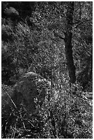 Shurbs and tree with fall foliage remnants along Pine Tree Trail. Organ Mountains Desert Peaks National Monument, New Mexico, USA ( black and white)