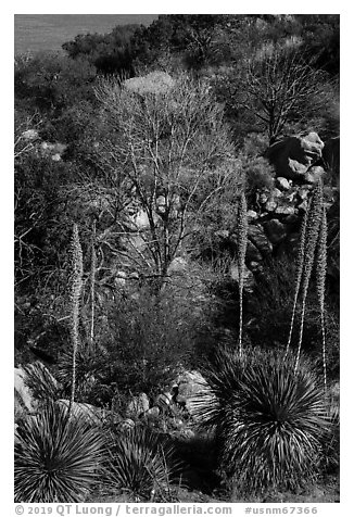 Sotol with blooms and bare trees in winter. Organ Mountains Desert Peaks National Monument, New Mexico, USA (black and white)