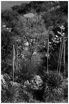 Sotol with blooms and bare trees in winter. Organ Mountains Desert Peaks National Monument, New Mexico, USA ( black and white)