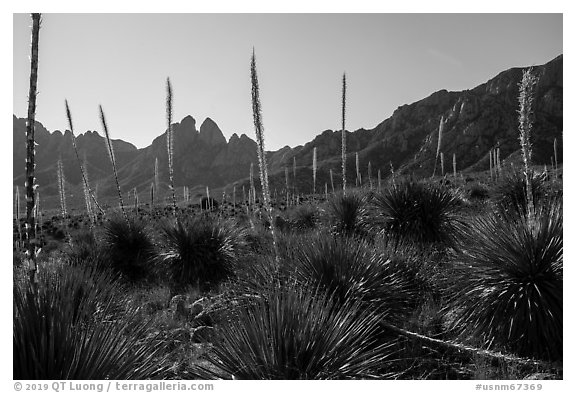 Sotol with flowering stem and Rabbit Ears. Organ Mountains Desert Peaks National Monument, New Mexico, USA (black and white)