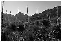 Sotol with flowering stem and Rabbit Ears. Organ Mountains Desert Peaks National Monument, New Mexico, USA ( black and white)
