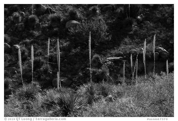 Group of sotol with flowering stems. Organ Mountains Desert Peaks National Monument, New Mexico, USA (black and white)