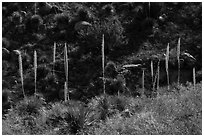 Group of sotol plants with flowering stems. Organ Mountains Desert Peaks National Monument, New Mexico, USA ( black and white)