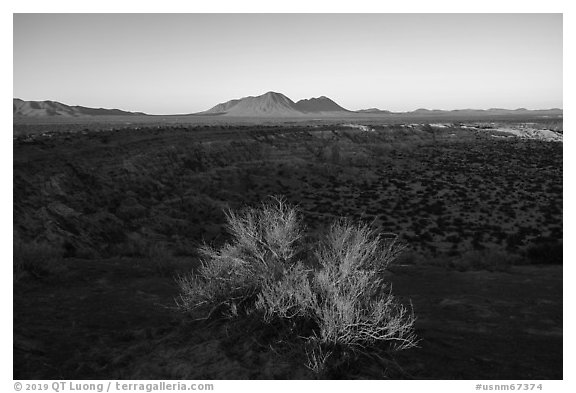 Shrub and Kilbourne Hole, early morning. Organ Mountains Desert Peaks National Monument, New Mexico, USA (black and white)