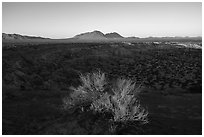 Shrub and Kilbourne Hole, early morning. Organ Mountains Desert Peaks National Monument, New Mexico, USA ( black and white)