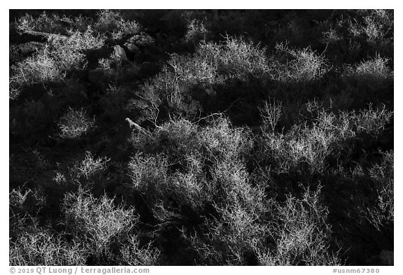 Shurbs. Organ Mountains Desert Peaks National Monument, New Mexico, USA (black and white)