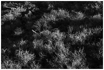 Shurbs. Organ Mountains Desert Peaks National Monument, New Mexico, USA ( black and white)