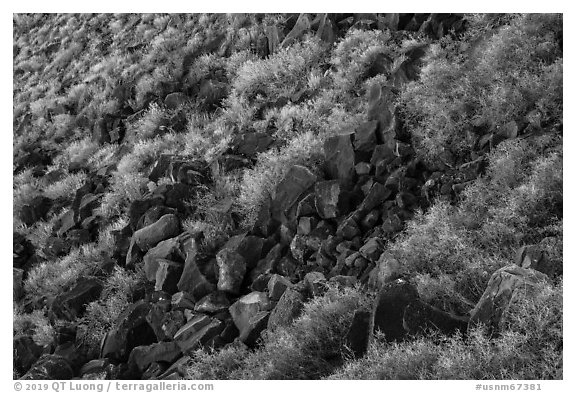 Shurbs and volcanic rocks in Kilbourne Hole. Organ Mountains Desert Peaks National Monument, New Mexico, USA (black and white)