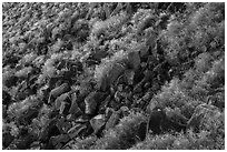 Shurbs and volcanic rocks in Kilbourne Hole. Organ Mountains Desert Peaks National Monument, New Mexico, USA ( black and white)