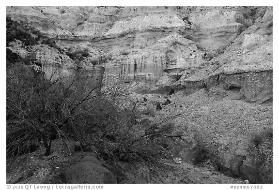 Tree and steep Kilbourne Hole crater walls. Organ Mountains Desert Peaks National Monument, New Mexico, USA (black and white)