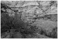 Tree and steep Kilbourne Hole crater walls. Organ Mountains Desert Peaks National Monument, New Mexico, USA ( black and white)