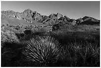 Sotol, Organ Peak, and Baldy Peak. Organ Mountains Desert Peaks National Monument, New Mexico, USA ( black and white)