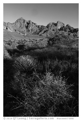 Desert plants and Organ Peak. Organ Mountains Desert Peaks National Monument, New Mexico, USA (black and white)