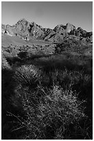 Desert plants and Organ Peak. Organ Mountains Desert Peaks National Monument, New Mexico, USA ( black and white)
