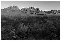 Sotol and Organ Mountains at sunset. Organ Mountains Desert Peaks National Monument, New Mexico, USA ( black and white)